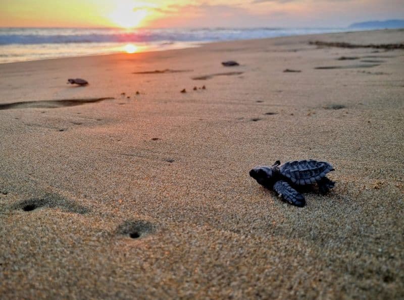Vive la experiencia de Liberacón de tortugas